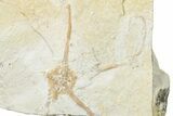 Geocoma Carinata Jurassic Brittle Star Fossil - Solnhofen #244338-1